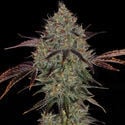 Jealousy (Zamnesia Seeds) feminized