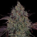 Jealousy (Zamnesia Seeds) feminized