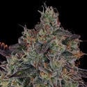 Jealousy (Zamnesia Seeds) feminized