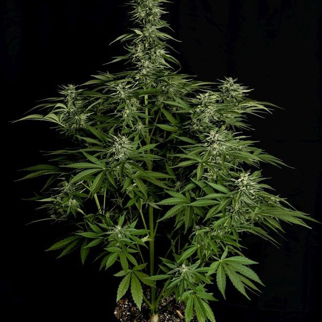 Hyperion F1 Auto | Royal Queen Seeds - Zamnesia