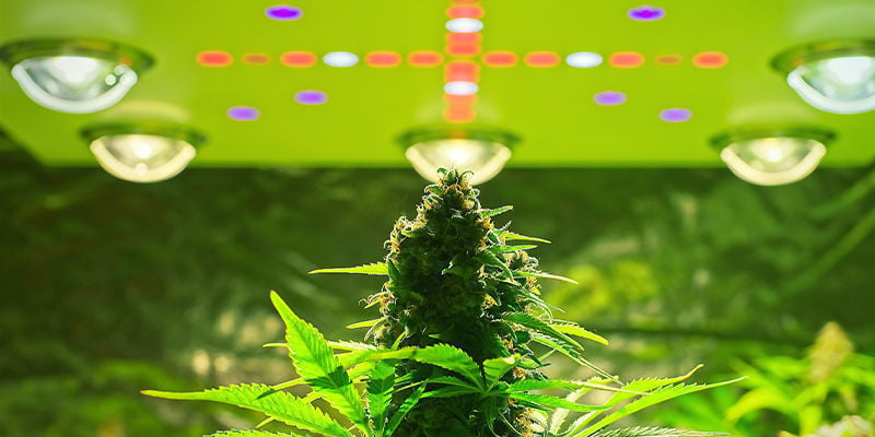 Les meilleure lampes à LED pour le cannabis - WeedSeedShop