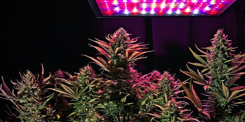 Les meilleure lampes à LED pour le cannabis - WeedSeedShop