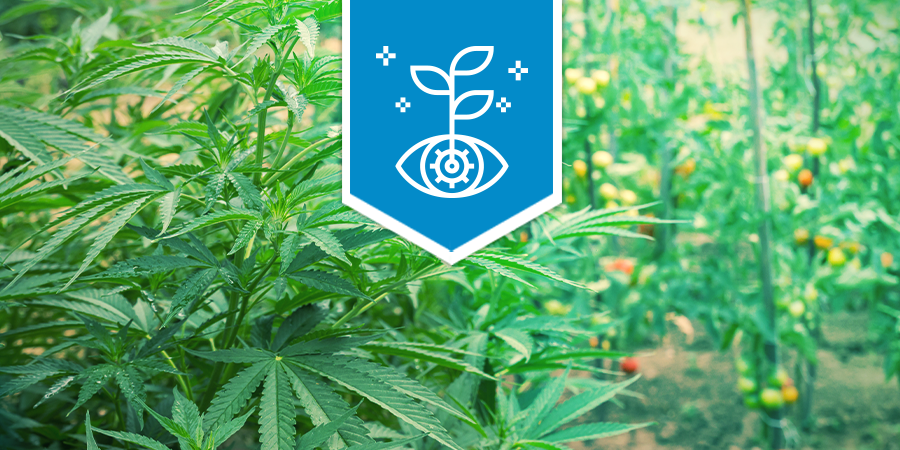 Que Faire Avec Les Plants De Cannabis Mâle Zamnesia Blog