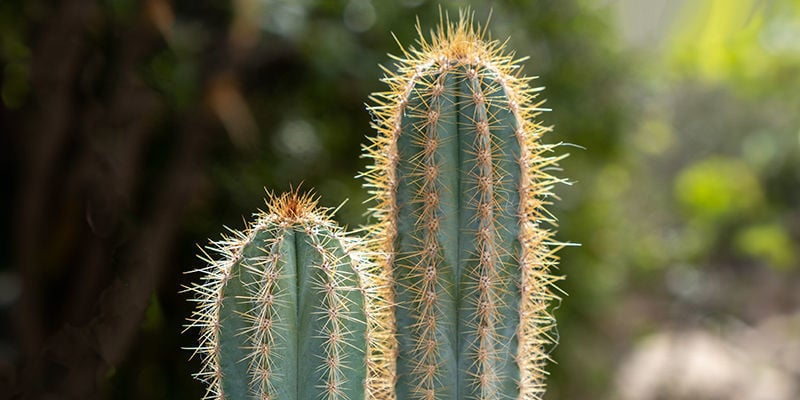 Avantages de la culture du cactus San Pedro