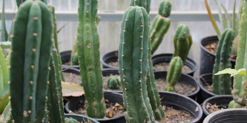 Qu’est-ce que le cactus San Pedro ?