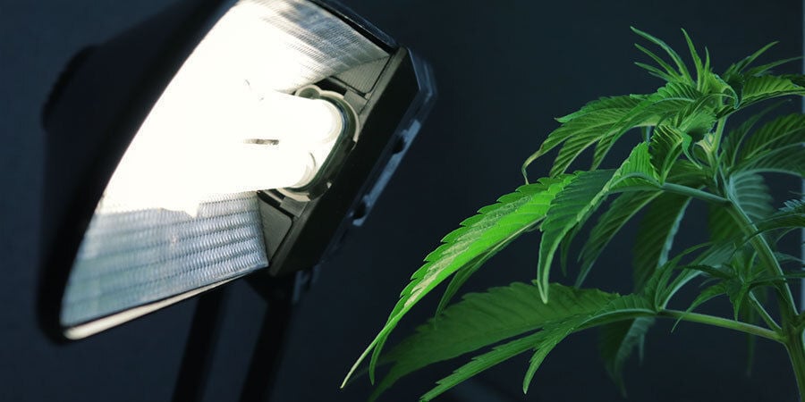 Problèmes Pendant La Floraison Du Cannabis : Installation des Lampes Inadaptée