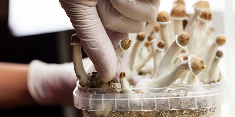 Culture Extraordinaire : Top 5 Des Kits De Culture De Champignons