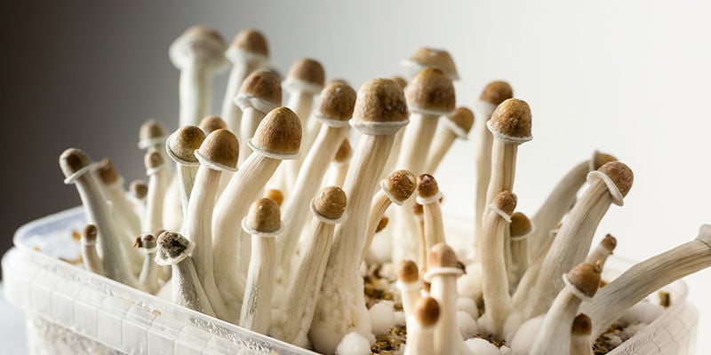 Qu’Est-Ce Qu’Un Kit De Culture De Champignons ?