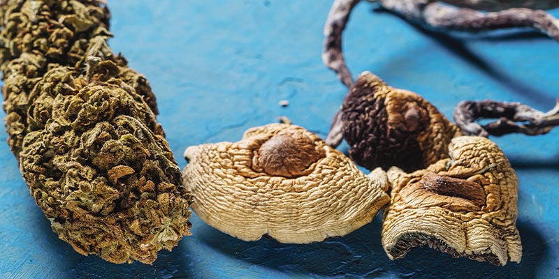 Cannabis : fumer de l'herbe peut vous exposer à des infections par des  champignons inconnus - Ça m'intéresse