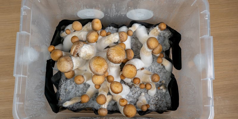 Pourquoi Utiliser Le Monotub Tek Pour Cultiver Des Champignons Magiques ?