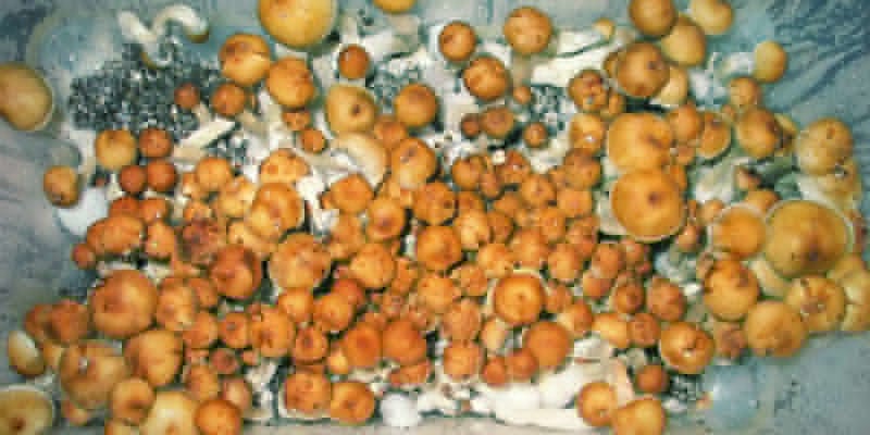 ESTINK tente de culture de champignons Kit de Monotub pour Champignons,  Boîte à Air Immobile pour la Culture de jardin outils