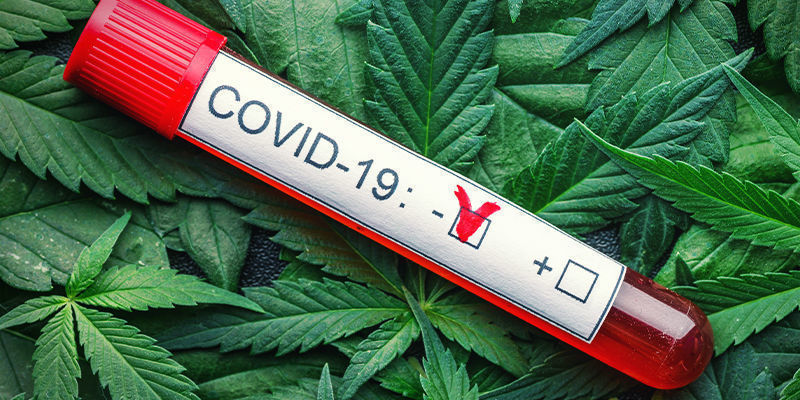 Comment Le Cannabis Peut-Il Affecter L’infection Par Le COVID ?