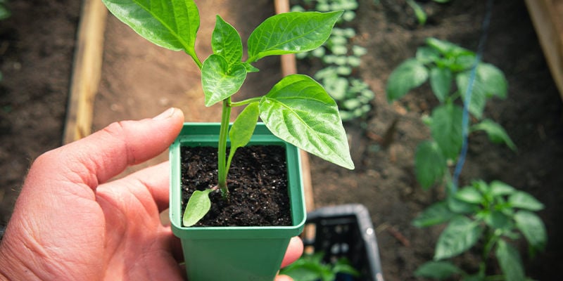 Comment planter et cultiver les piments ? - Mondo Jardin
