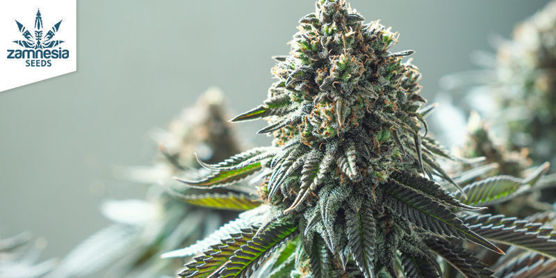 Les 10 Meilleurs Grinders À Cannabis Testés Et Approuvés - Zamnesia Blog