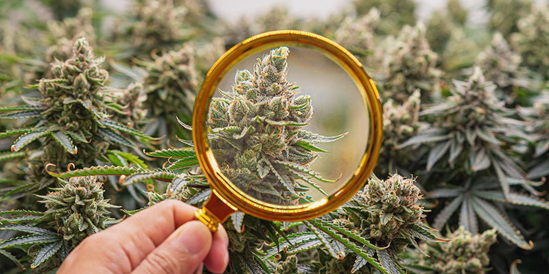 Quoi De Neuf Dans La Recherche Sur Le Cannabis ?