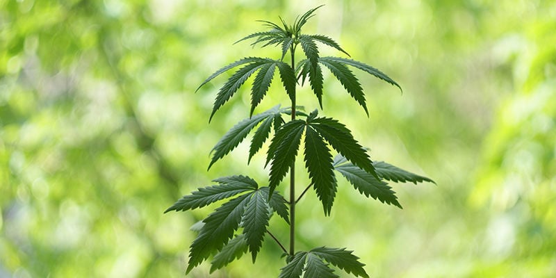Quand Commence La Phase Végétative Du Cannabis ?