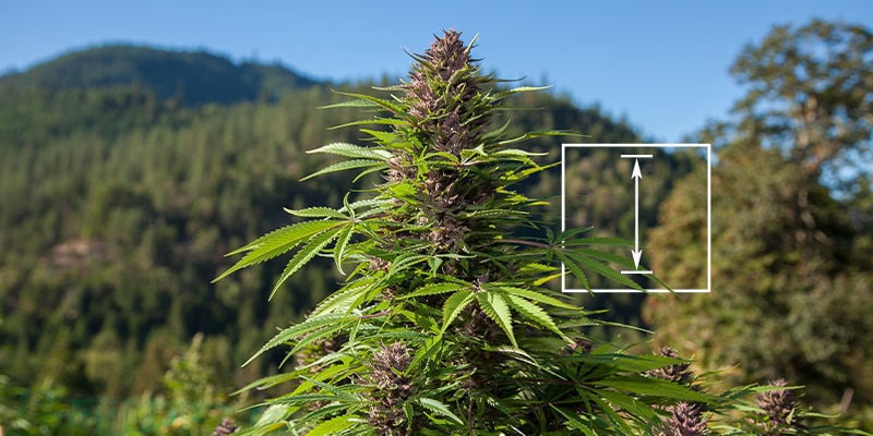 Quelle Est La Plus Grande Plante De Cannabis ?