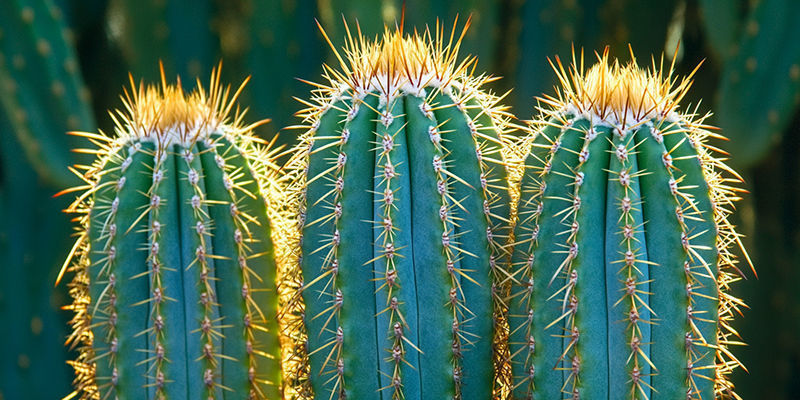 Gardez Votre Cactus San Pedro En Bonne Santé