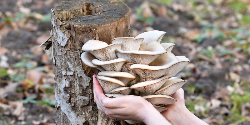 Variétés De Champignons Les Plus Populaires