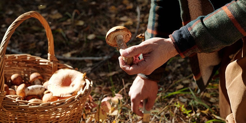 La Culture Des Champignons Au Fil Des Siècles