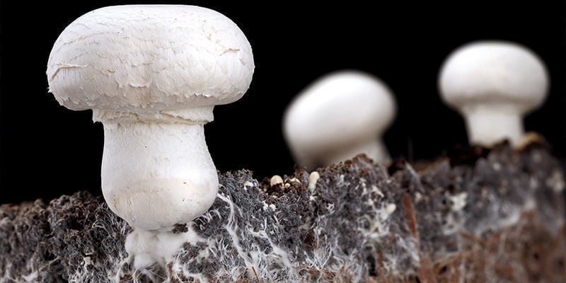 Distinguer le mycélium des champignons