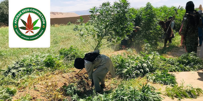 Le Parcours Unique D’Afghan Seed Connection