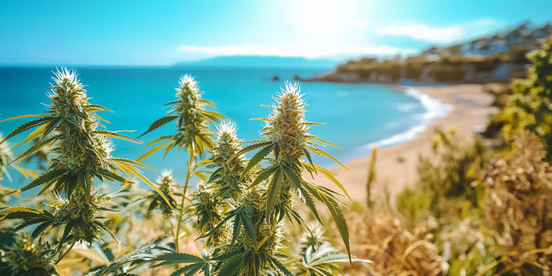 Cultiver du cannabis en bord de mer : Pas la mer à boire !