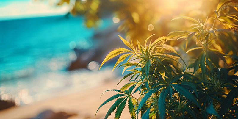 Culture de cannabis en bord de mer : À quoi s’attendre