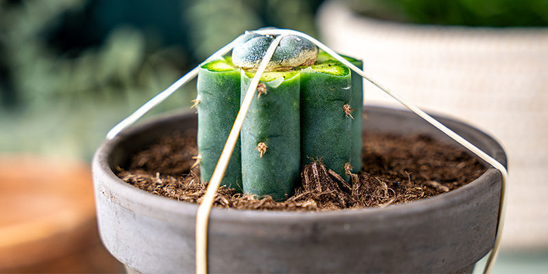 Enroulez Des Élastiques Verticalement Autour Du Pot Du Trichocereus Et Sur Le Peyotl Pour Maintenir La Pression.