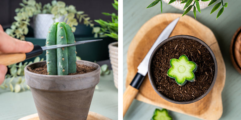 En Une Seule Coupe Nette, Enlevez Quelques Centimètres De La Partie Supérieure Du Trichocereus.