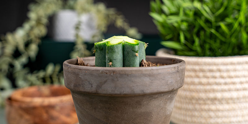 Biseautez Le Haut De Chaque Nervure Du Trichocereus. Cela Empêchera La Greffe De S’Ecarter Lorsque La Coupe Séchera.