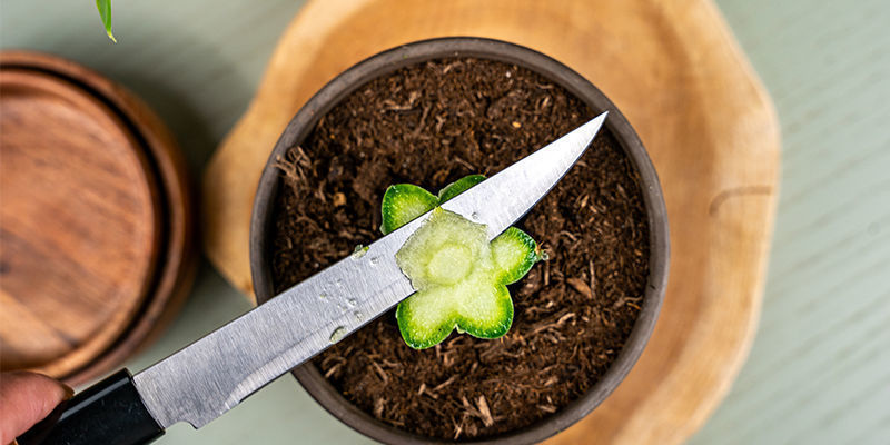 Il Faut Maintenant Couper À Nouveau La Partie Supérieure Du Plant Du Porte-Greffe, Mais Cette Fois-Ci, Il Ne Faut Enlever Qu’Une Très Fine Tranche.