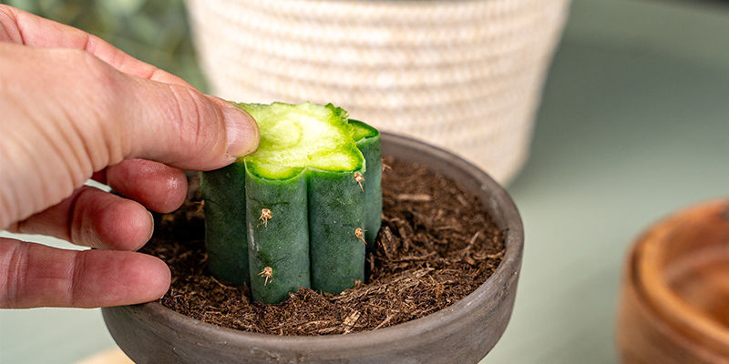 Vous Pouvez Maintenant Enlever La Fine Lamelle Protectrice Que Vous Avez Coupée Sur Le Porte-Greffe Du Trichocereus Et Sur Le Peyotl.