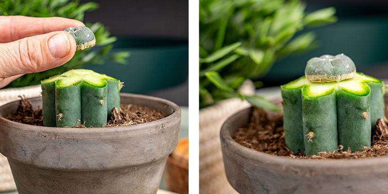 Pressez Doucement Le Peyotl Sur Le Trichocereus Pour Enlever L’Air.