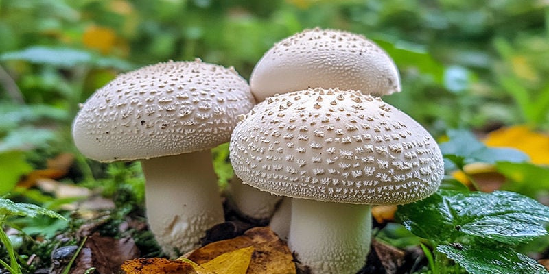 Agaricus Bisporus