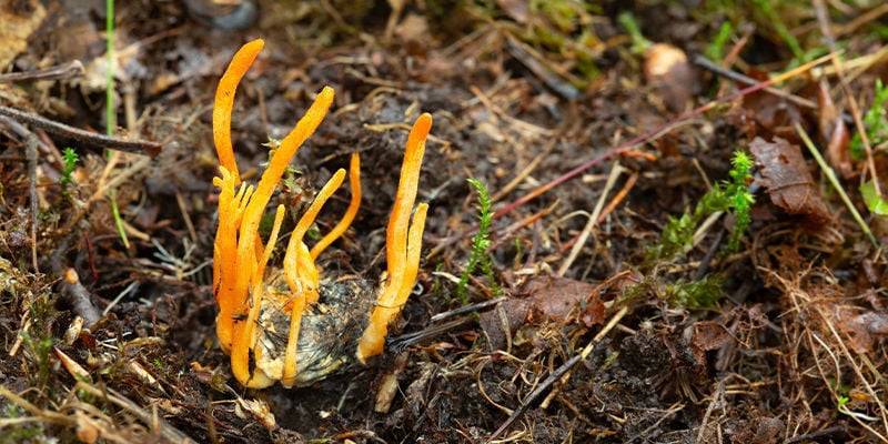 Culture Des Champignons Cordyceps : Résolution Des Problèmes