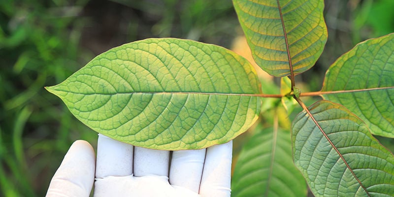 Choisir la variété de kratom qui vous convient