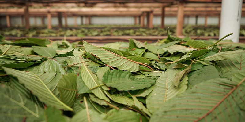 Qu’est-ce que le kratom ?