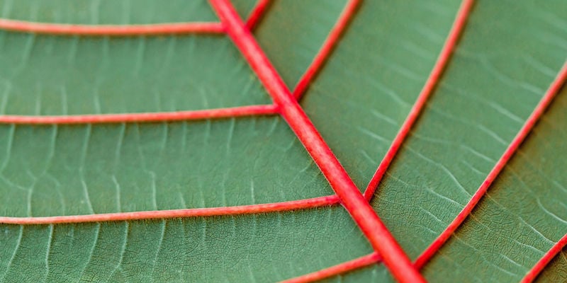 Il existe combien de couleurs de kratom ?