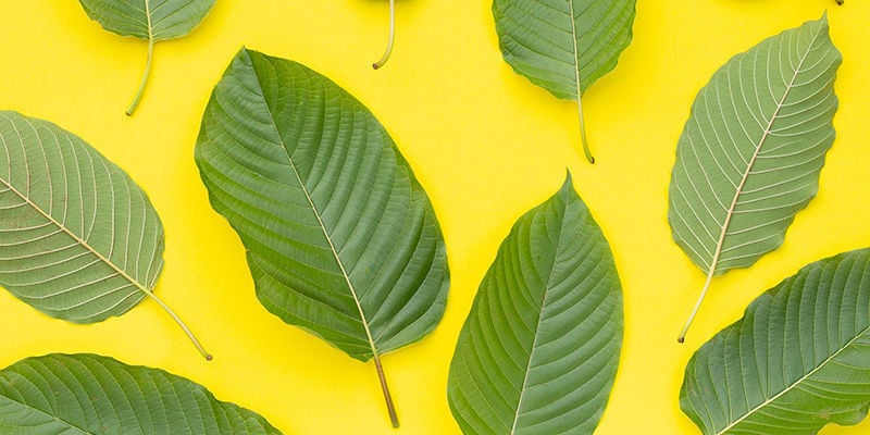 Le kratom jaune ou doré est-il authentique ?