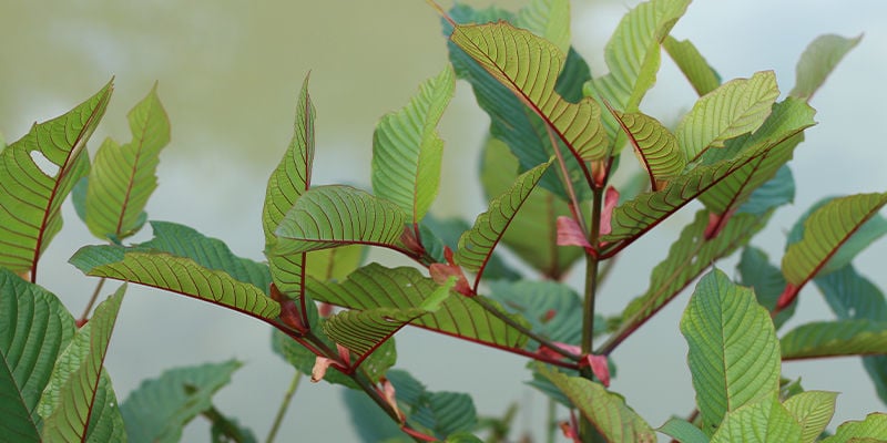 Le kratom à veine rouge