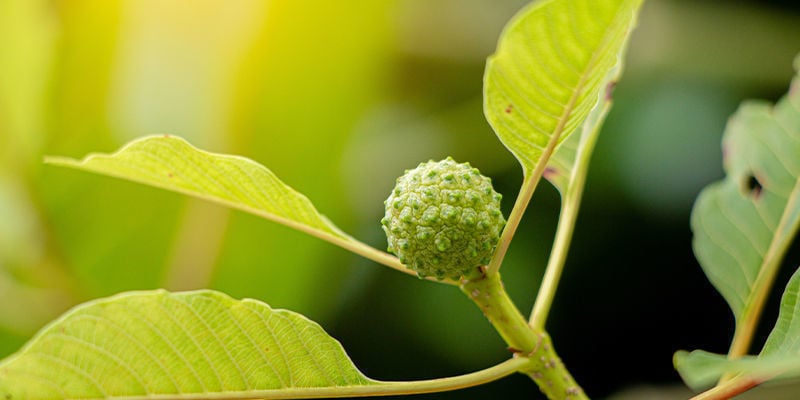 Le kratom à veine blanche