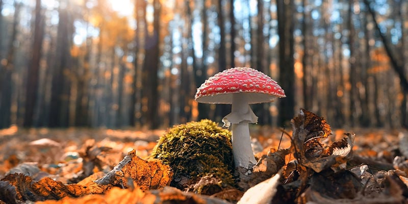 Amanita muscaria (amanite tue-mouches)