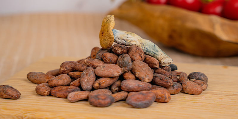 Histoire Du Cacao Et Des Champignons : Un Mariage Parfait ?