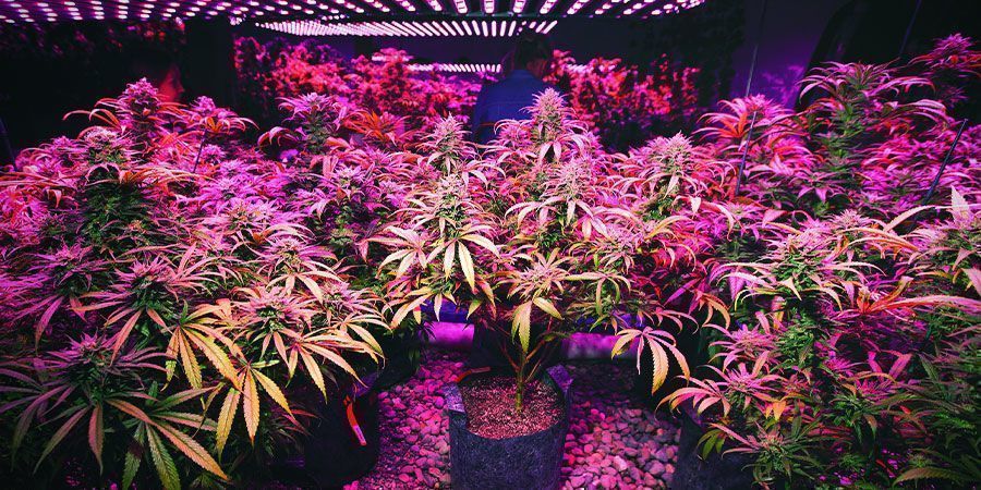 Lampe Horticole LED Croissance Floraison - Cultivez des Plantes Saines à  L'intérieur - Panneau LED Horticole - Lampe UV Plante Interieur pour Semis  