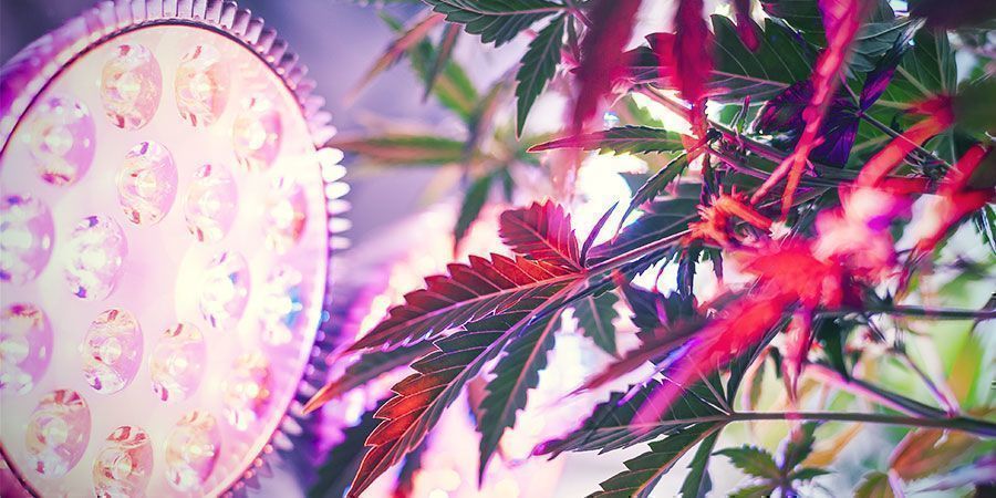 Comment Booster Le Thc Avec Les Rayons Uv - Zamnesia Blog
