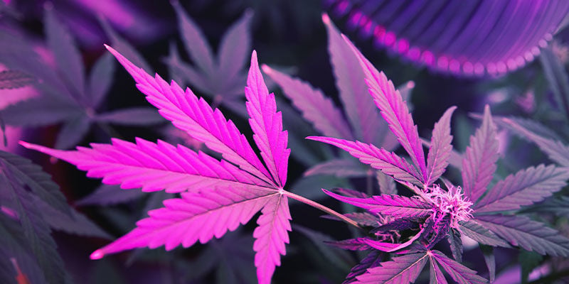 Lumière UV et culture du cannabis- Alchimia Grow Shop