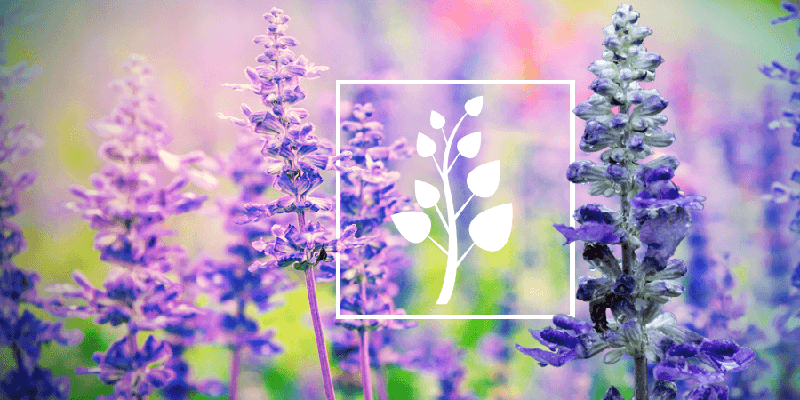 Salvia Tout Ce Que Vous Devez Savoir Zamnesia