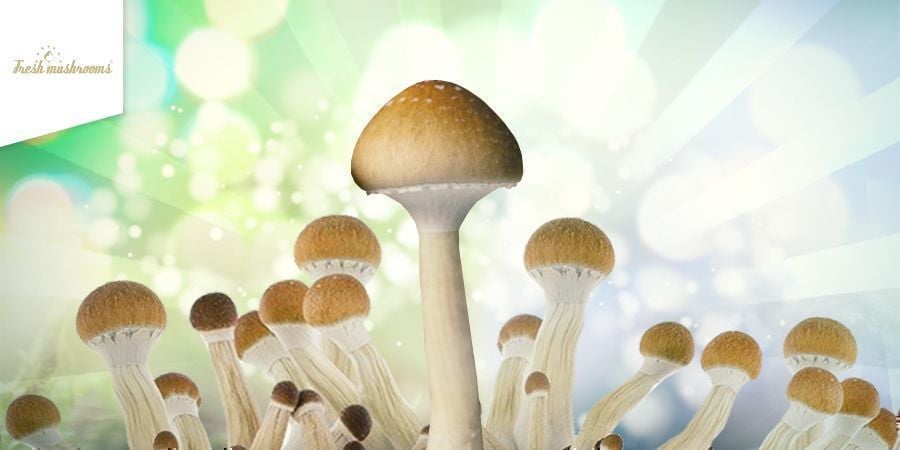 https://www.zamnesia.fr/img/cms/CMS_Pages/25_Instructions_Fresh_Mushrooms/NEW/Fresh-Mushrooms-Grow-Kit-HEADER-CMS.jpg