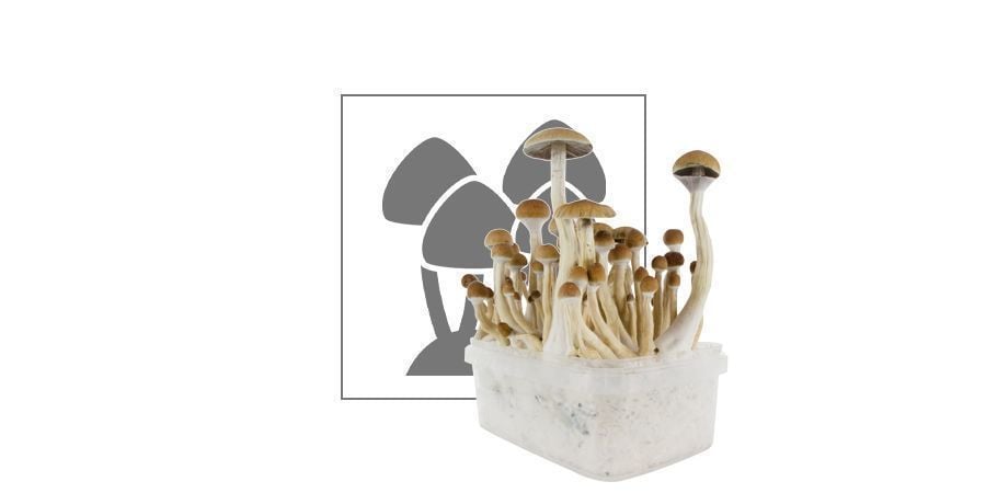 Quel matériel pour commencer à cultiver des champignons? - Cultiver les  champignons